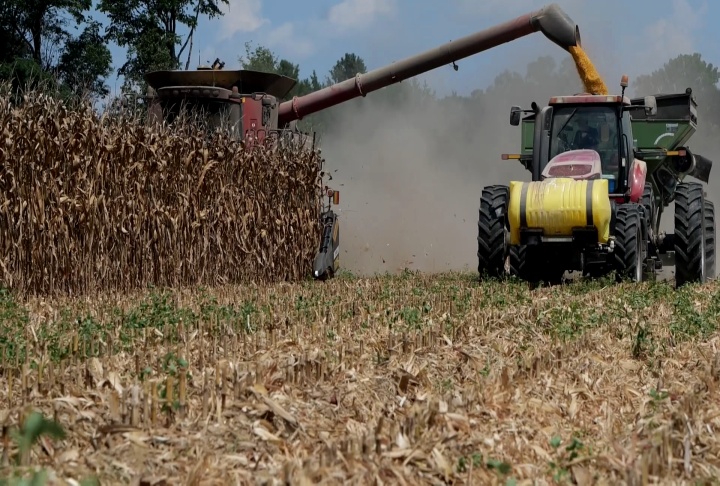 Equipment harvesting corn in a field.